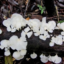 White fungi of the jungle